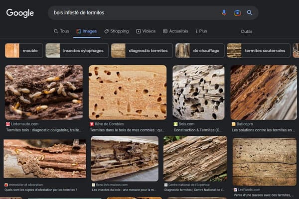 validité diagnostic termites bois infesté