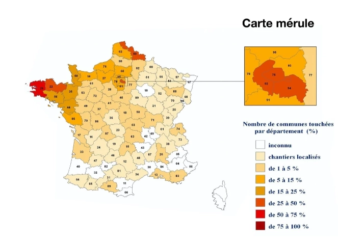 Carte mérule en France
