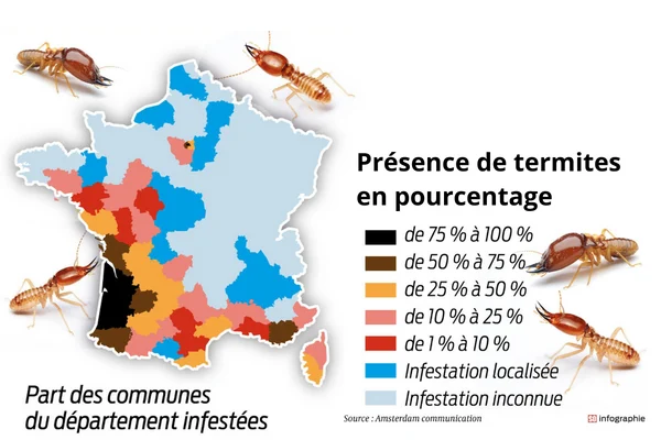 Diagnostic termites pourcentage de présence terrain à bâtir