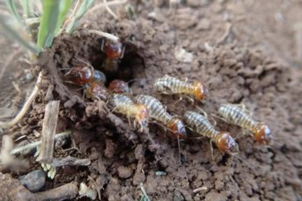Terrain infesté par les termites sur terrain à bâtir