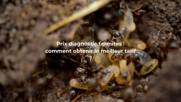 Prix Diagnostic Termites