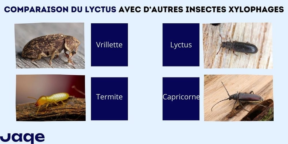 Comparaison insectes xylophages