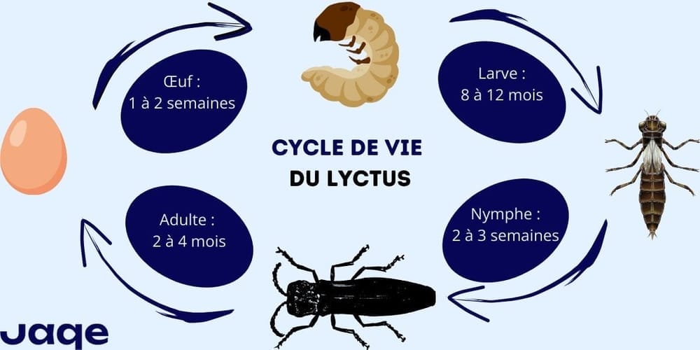 Infographie Jaqe, sur le cycle de vie du Lyctus