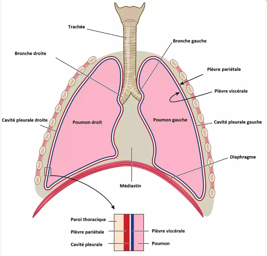 schema dun poumon